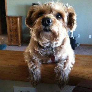 Meet your Posher, Lowan